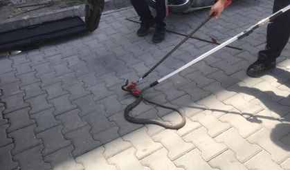 Gazipaşa'da inşaat alanında görülen yılan korku dolu anlar yaşattı!