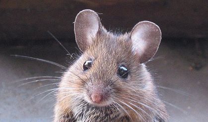 Antalya'da bir fare içine girdiği aracın kablolarını yiyerek 8 bin TL’lik zarar verdi!