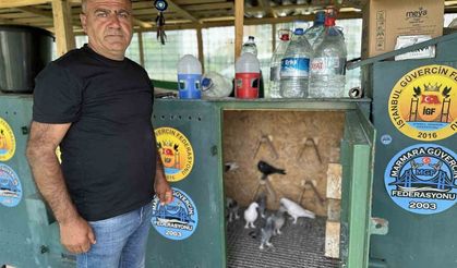 Pendik'te altın güvercinler: 11 bin Euro'luk güvercini çelik kulübelerde besliyor