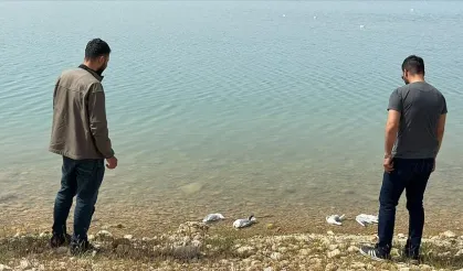 Atatürk Barajı'nda gizemli olay..| Ölmüş martılar kıyıya vurdu!
