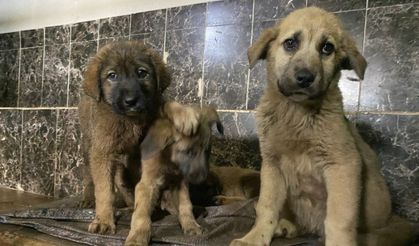Mutlu son: zifte batan 10 yavru köpek kurtarıldı