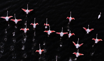 Gediz Deltası’nda flamingolar dronla görüntülendi