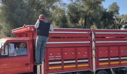 Aydın Karpuzlu’da hayvan sevkiyatına denetim: Belgeler ve sağlık kontrolleri tek tek incelendi!