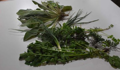 Ege'nin yabani ot kültürünü gençler öğreniyor! Bilinmeyen miras Atina yolcusu