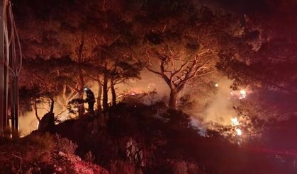 Muğla Bodrum'da ormanlık alanda yangın: Kontrol altına alındı!