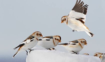 Kar kirazı gerçek mi? Kar kirazı kuşu gerçekten var mı?