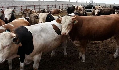 2026 Diyanet vekalet kurbanlık fiyatları belli oldu mu? 2026 büyükbaş ve küçükbaş kurbanlık fiyatları ne kadar?