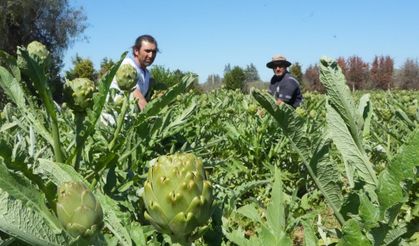 Şifa deposu sakız enginarı sofralardaki yerini almaya başladı!
