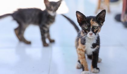 İzmir’de 33 kedinin ölü bulunduğu olayda veteriner hekim serbest bırakıldı!