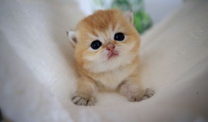 Buca'da 33 kedi ölü bulunmuştu: Veteriner hekim yeniden gözaltında!