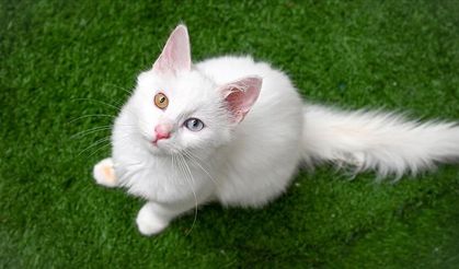 Buca'da insanlık dışı olay: 24 kedi dondurulmuş halde çöp konteynerinde bulundu!