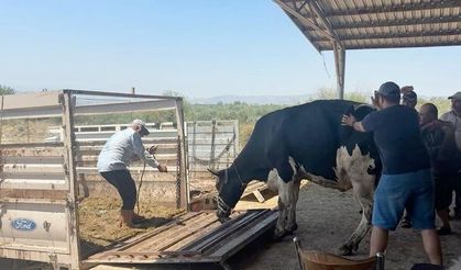 Aydın'da 3 günlük yangın kabusu sonrası yürekleri ısıtan sahne: Tahliye edilen hayvanlar sahiplerine kavuştu