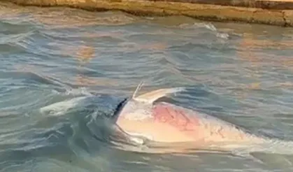 İzmir’de ölü orkinosların nedeni belli oldu! O bakteri tespit edildi