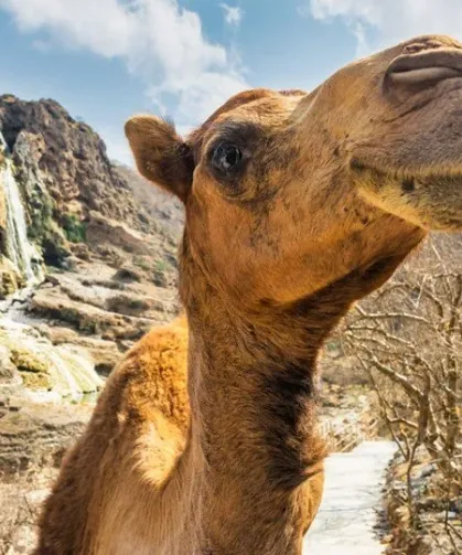 Suudi Arabistan'da 40 deveye botoks yapıldı!