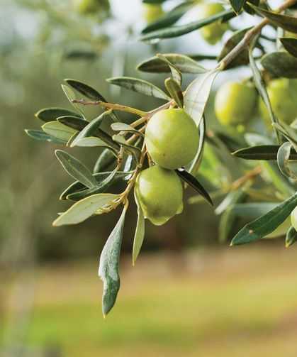 Ekonomi sarsıldı, ölmez ağaç da icraya düştü!