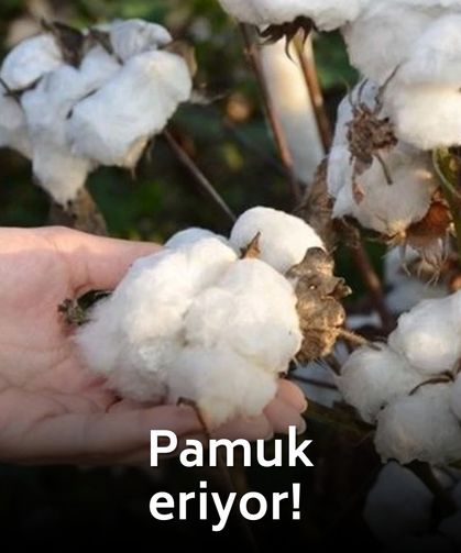 Hasadın yüzde 85'i risk altında: Ege'de pamuk verimi düştü, sektör paydaşları alarmda!