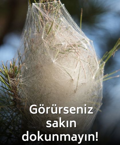 Tehlike tüm ormana yayıldı! Dokunanda alerji yapıyor!