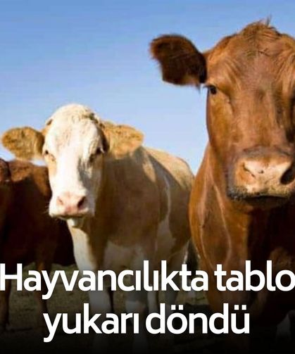Koyun, keçi, sığır… Hayvancılıkta tablo yukarı döndü