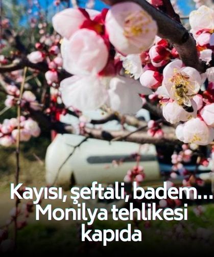 Monilya tehlikesi kapıda