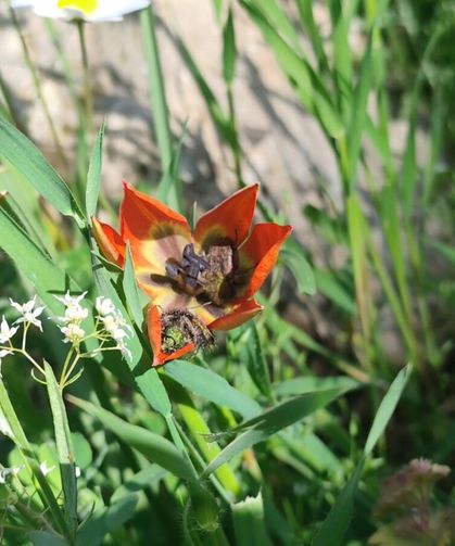 Bu çiçeğe dokunmanın bedeli araba parası!