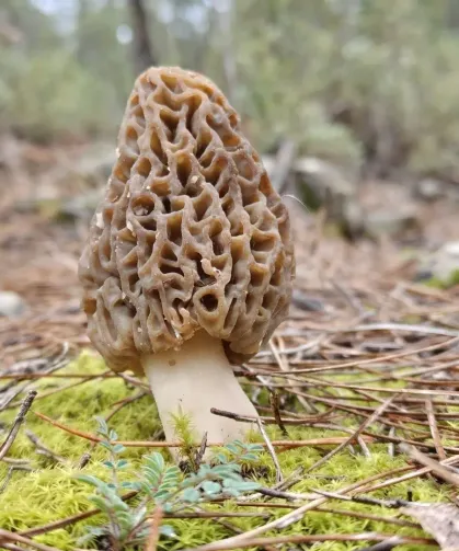 Kuzugöbeği mantarı fiyatı  ne kadar? Kuzugöbeği mantarı neden pahalı?