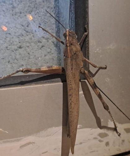 Gören inanamadı! Çekirgenin büyüklüğü tüyler ürpertti!