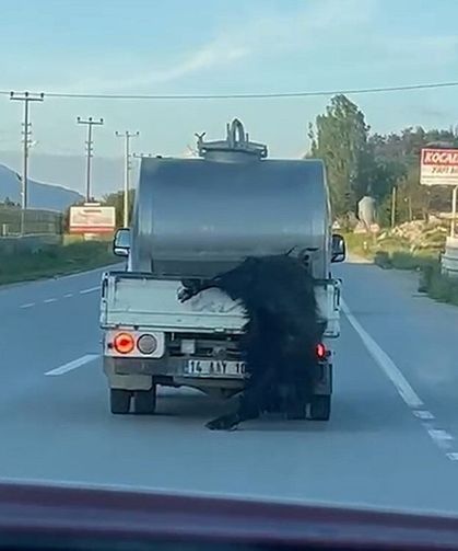 Görüntüye yürek dayanmaz! Vicdansız sürücüye hem trafikten hem hayvan haklarından ceza!