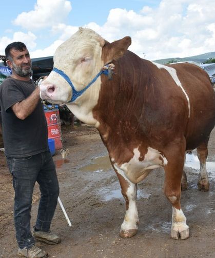 İzmir'de kurban pazarının yıldızı alıcısını buldu! Araba parası...