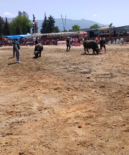 Tire’de Boğa Güreşi heyecanı: 7. Geleneksel buluşma gerçekleşti
