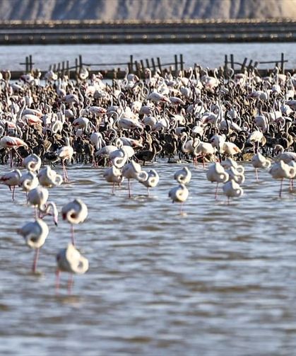 Gediz Deltası'nda bebek neşesi: 18 bin yavru flamingo şimdi kreşte!