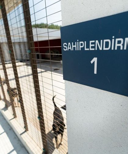 Sahipsiz köpekler için Türkiye'ye örnek olacak proje İzmir'de başladı!