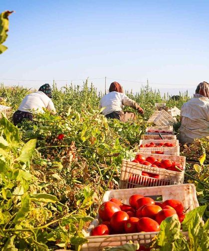 90 ülkenin sofralarına uzanan yol Torbalı'dan geçiyor