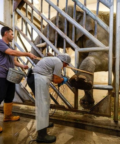 Türkiye’nin tek fil ailesinde doğum günü kutlaması! Tam 6 ton...