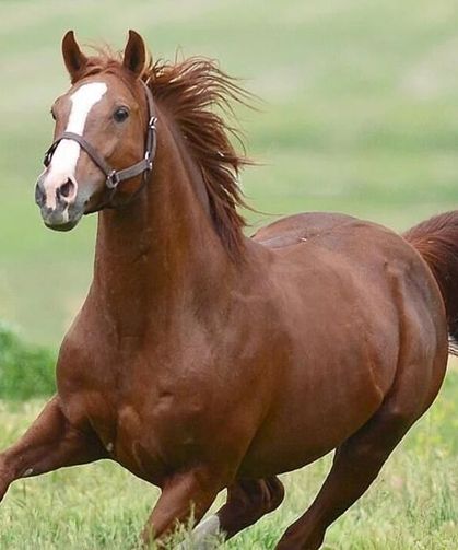 15 safkan tay satışa çıkarılıyor