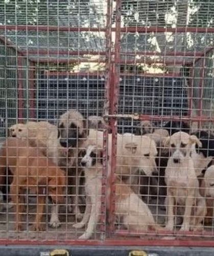 Kampüsteki köpeklerin toplanması tartışmasında Ege Üniversitesi sessizliğini bozdu