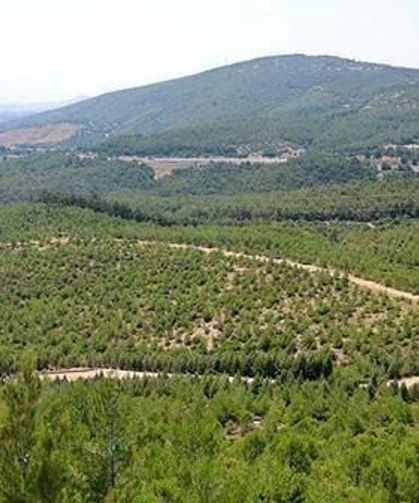 İzmirli profesörden ezber bozan öneri! Ormanlar dronları durdurabilir mi?