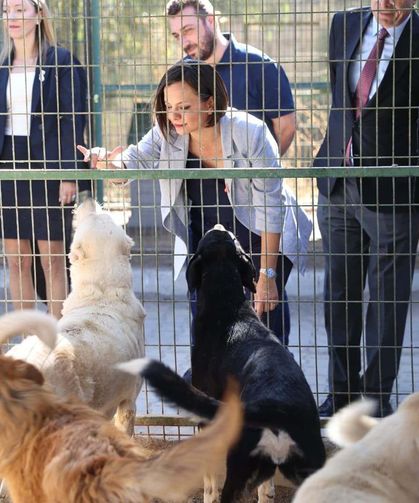 Karabağlar’da sokak hayvanları için yeni dönem!