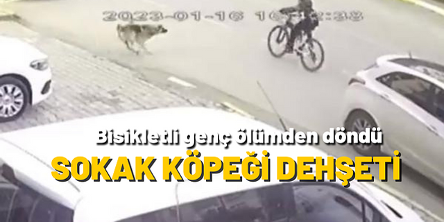 İzmir'de köpekten kaçan bisikletliye otomobil çarptı