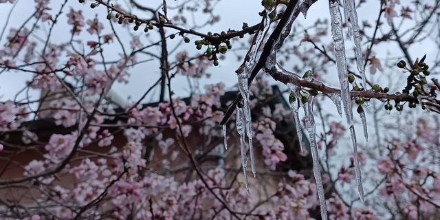 Sivas’ta hayrete düşüren manzara: Çiçek açan ağaçlarda buz sarkıtları oluştu