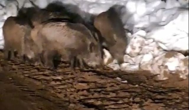 Yiyecek arayan domuz sürüsü köy yolunda görüntülendi