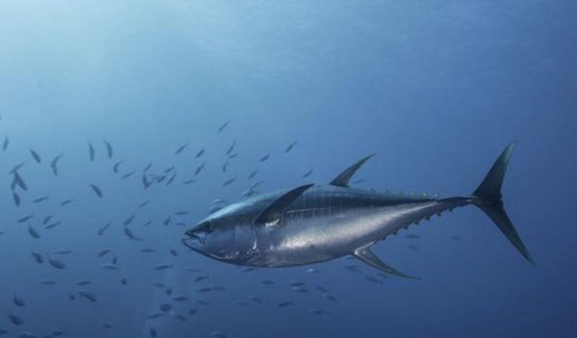 Okyanusun derinliklerinden gelen ton balığı, lezzetli bir tehlike mi?