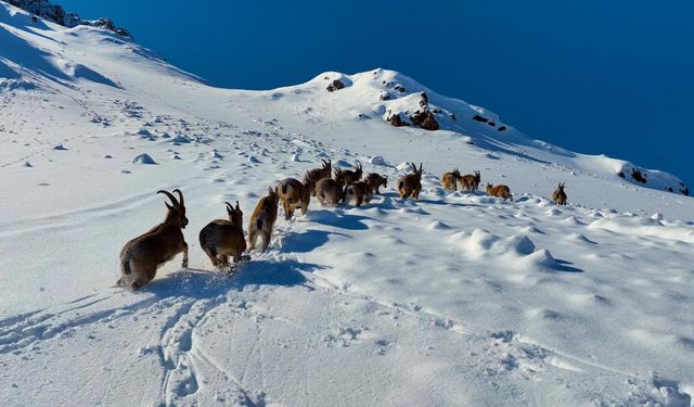 Erzincan'da belgesel gibi görüntüler: Munzur Dağları'nda yaban hayvanları göç ediyor