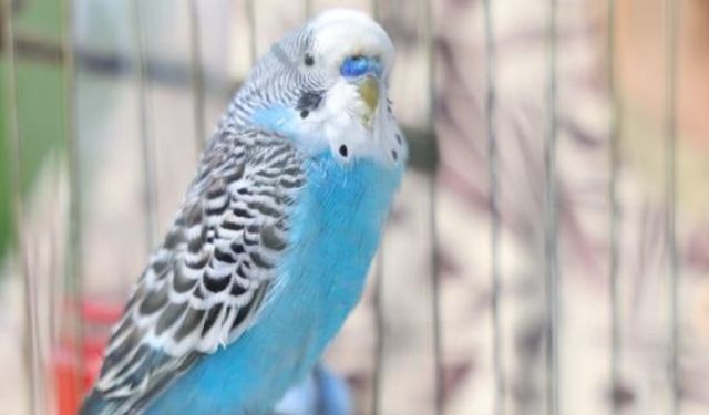 Muhabbet kuşu Maviş, Hatay depreminde aileyi uyararak hayat kurtardı!