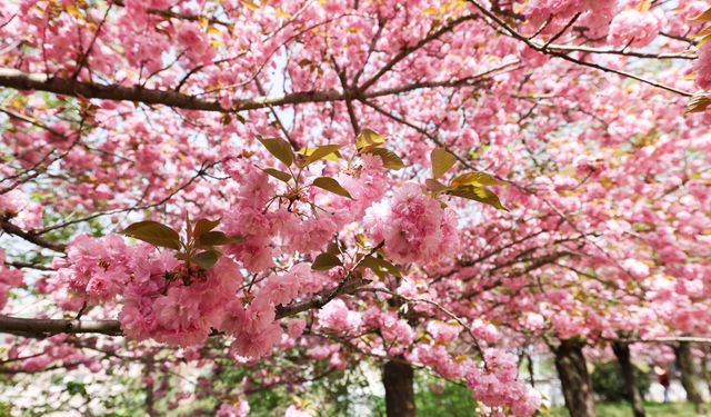 Baltalimanı Japon Bahçesi'nde Kiraz Çiçekleri açtı: Baharın en renkli adresi!