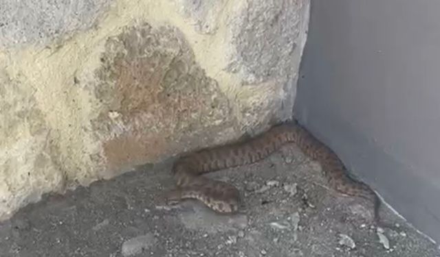 Türkiye'nin en zehirli yılanlarından dev engerek yılanı Elazığ'da görüntülendi!