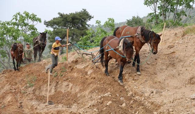 Traktör iş görmeyince At'lar geldi: Aydın'da İncir üretimi atlarla yapılıyor