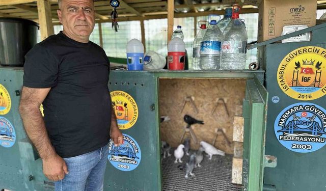 Pendik'te altın güvercinler: 11 bin Euro'luk güvercini çelik kulübelerde besliyor