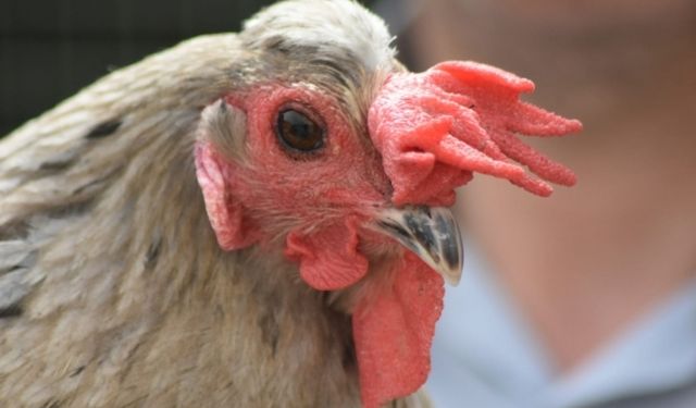 İnegöl'de tavuk mu horoz mu sorunsalı: İşte yarı tavuk yarı horoz canlı!