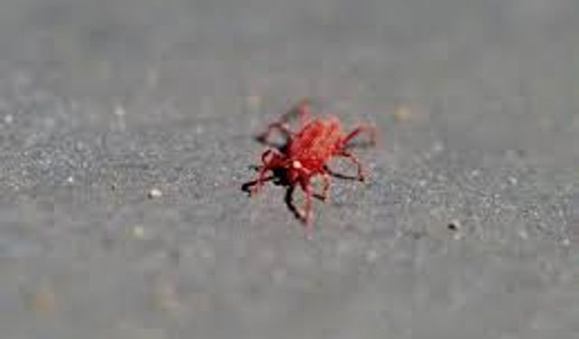 Kırmızı örümcek istilası İzmirli vatandaşları tedirgin etti