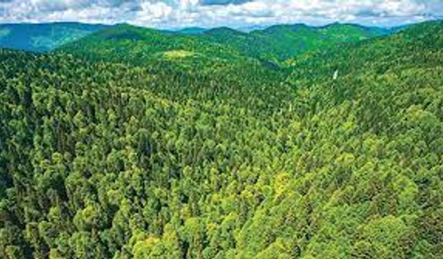 Orman Bölge Müdürlüğü duyurdu| Ormanlık alanlara giriş yasağı